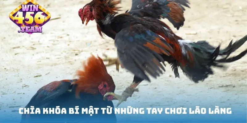  Chìa khóa bí mật từ những tay chơi lão làng